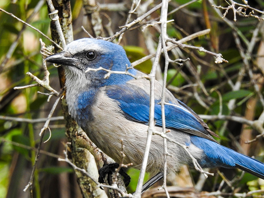 A Florida Scrub Jay in Rockledge, Florida